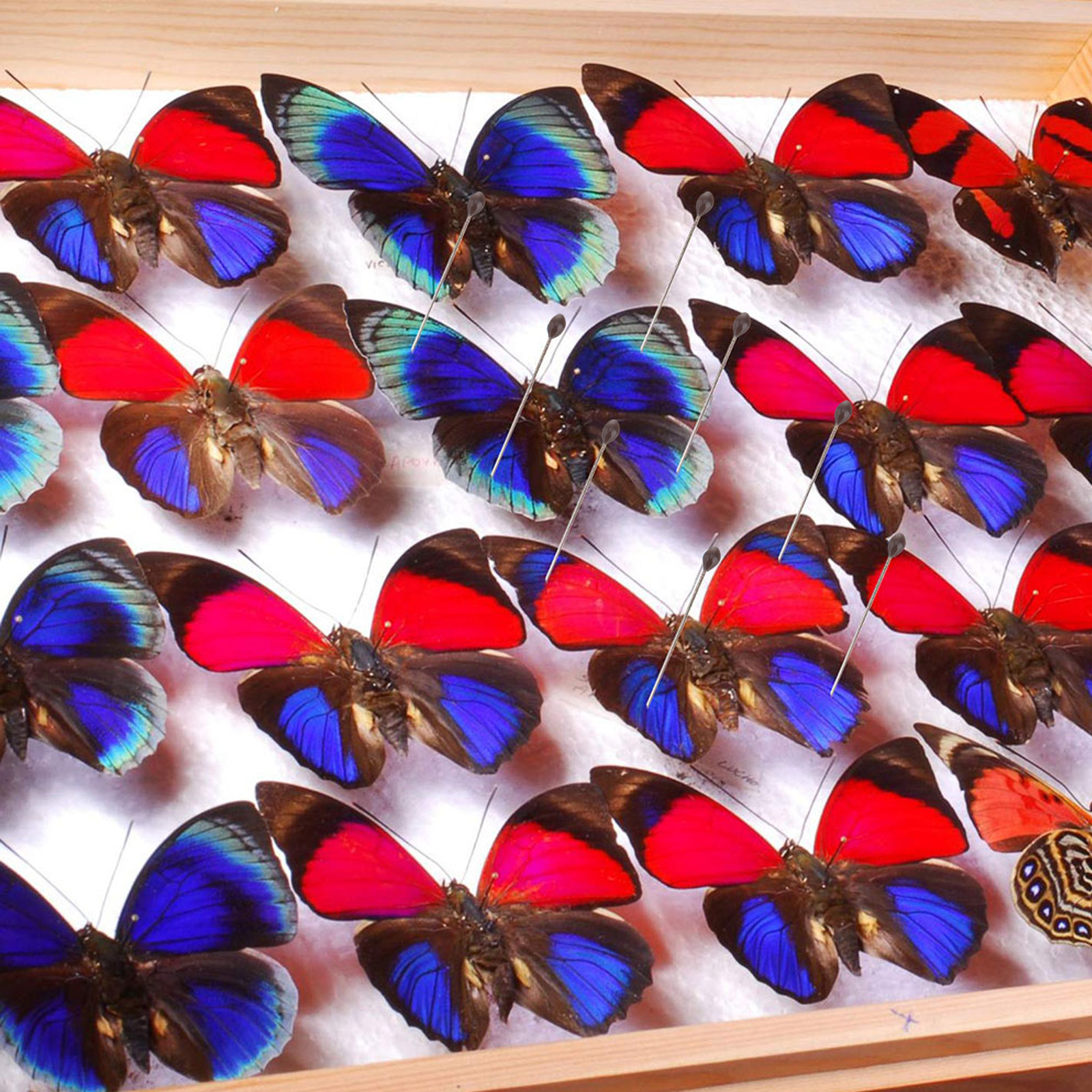 1Set Transparent Specimen Box  - Collectors Coins Jewelry & Watches Of Smithtown Reviews のレビューと価格